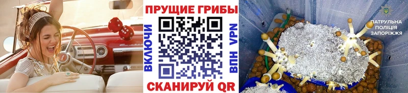 hydra ссылка  Гай  Псилоцибиновые грибы Psilocybine cubensis 